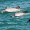 Dolphin Swimming - Akaroa - (1 person)