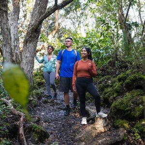 Rangitoto Island Ferry - 1 Adult