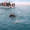 Dolphin Swimming - Akaroa (2 people)