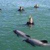 Dolphin Swimming - Akaroa - 1 Child - (8 - 15years)